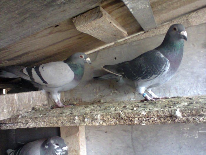 Fotografie0388 - porumbei voiajori sport 2015