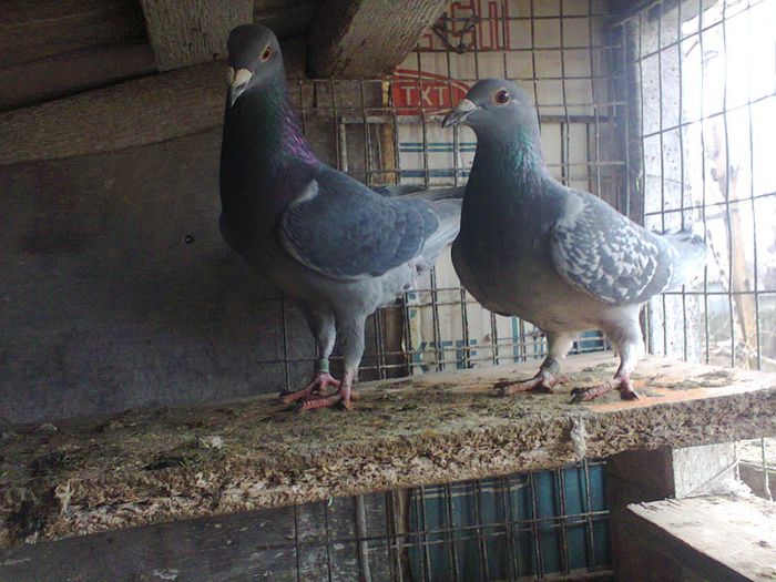 Fotografie0392 - porumbei voiajori sport 2015