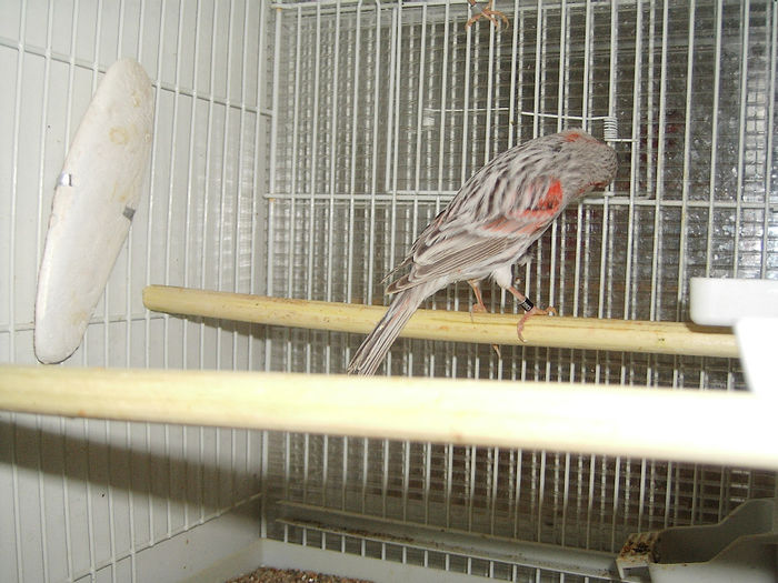 agat mozaic argintiu