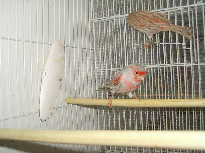 agat mozaic argintiu