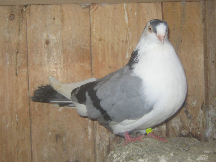 Picture 029