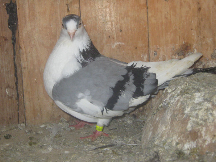 Picture 030