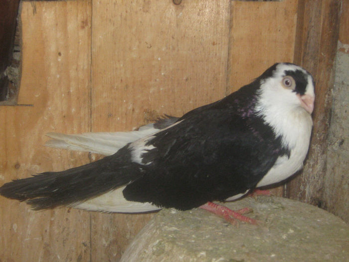 Picture 038 - porumbei 2014