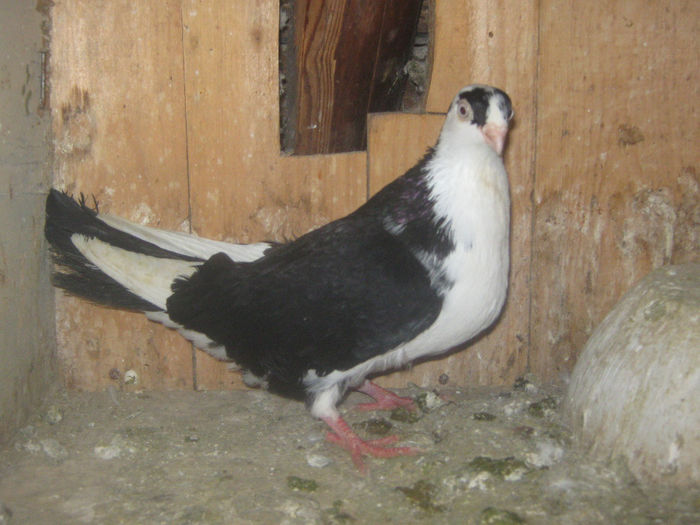 Picture 039 - porumbei 2014