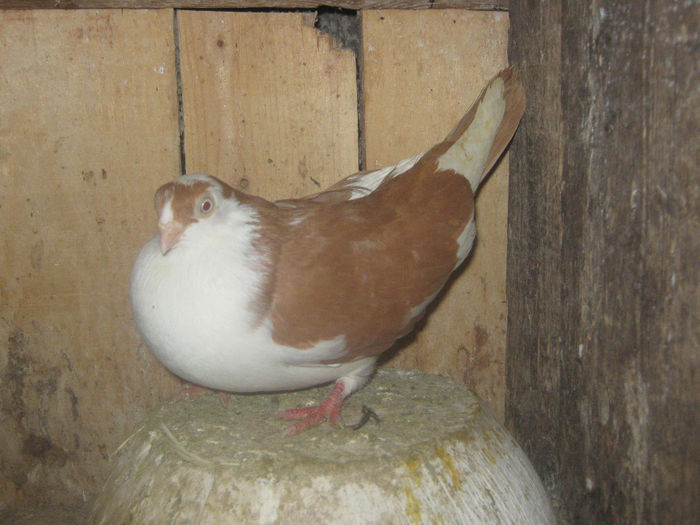 Picture 040 - porumbei 2014