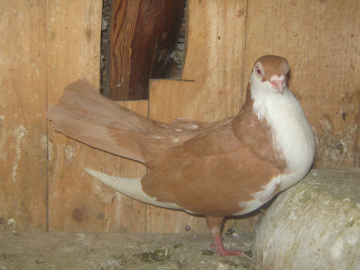 Picture 041 - porumbei 2014