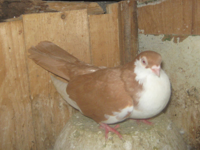 Picture 042 - porumbei 2014