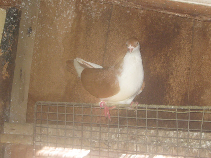 Picture 058 - porumbei 2014