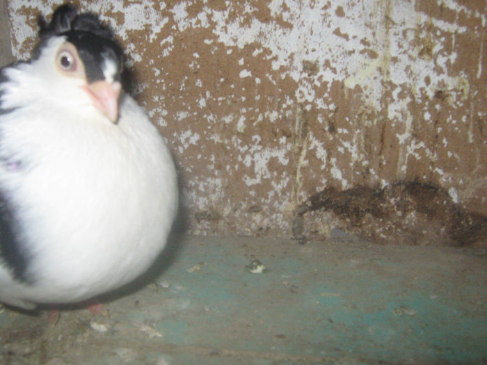 Picture 066 - porumbei 2014