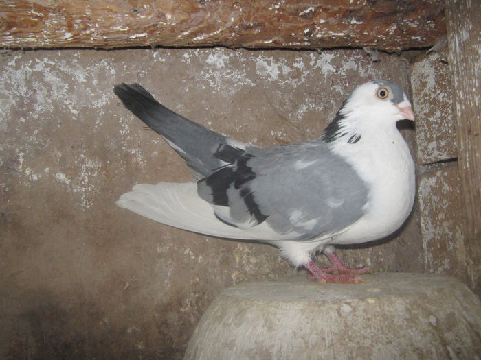 Picture 086 - porumbei 2014