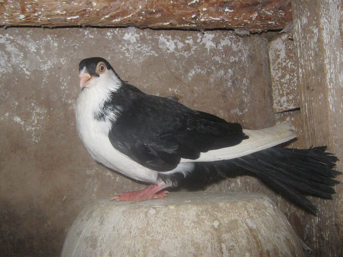 Picture 120 - porumbei 2014