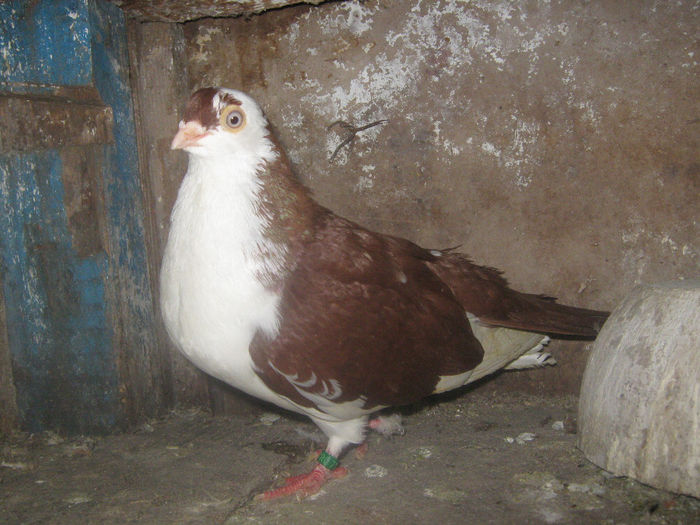 Picture 124 - porumbei 2014