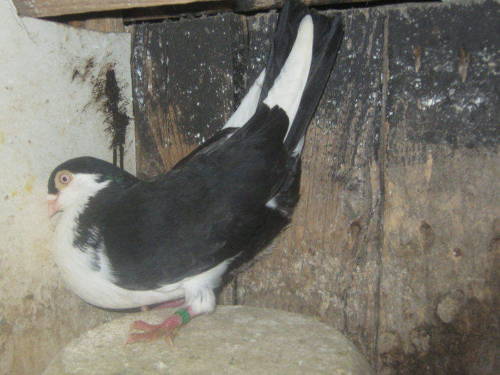 Picture 204 - porumbei 2014