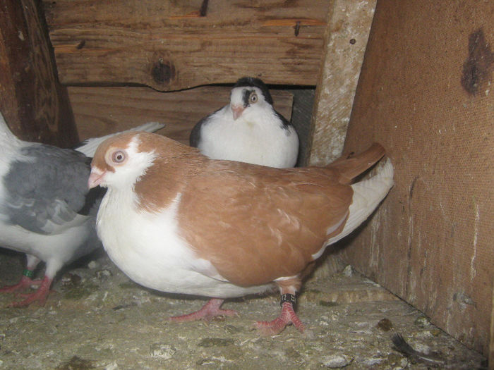 Picture 217 - porumbei 2014