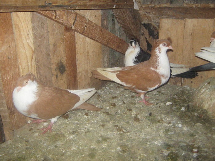 Picture 218 - porumbei 2014