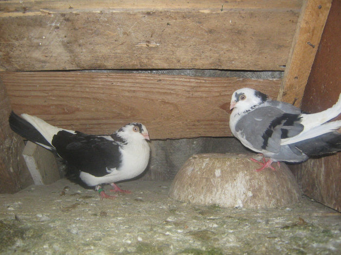 Picture 219 - porumbei 2014