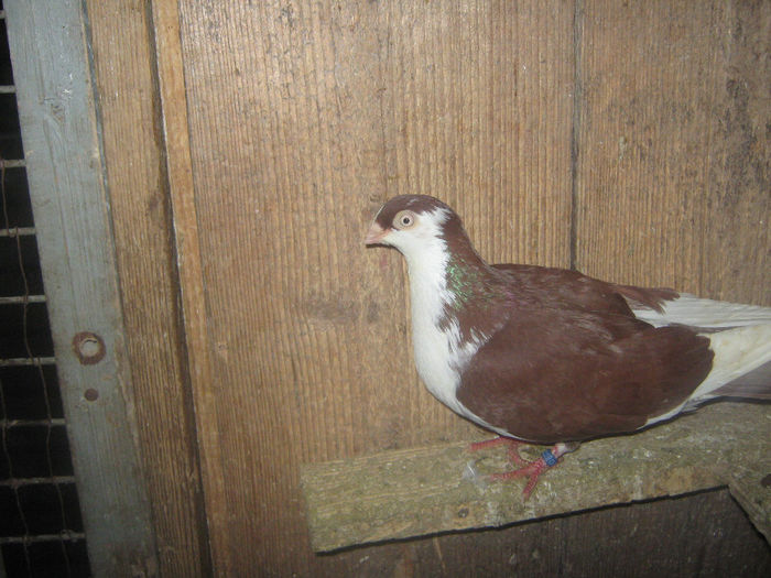 Picture 221 - porumbei 2014