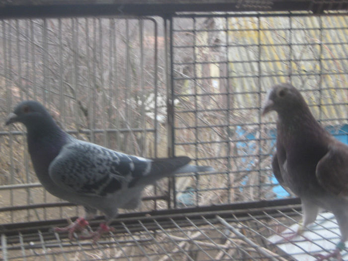 Picture 224 - porumbei 2014