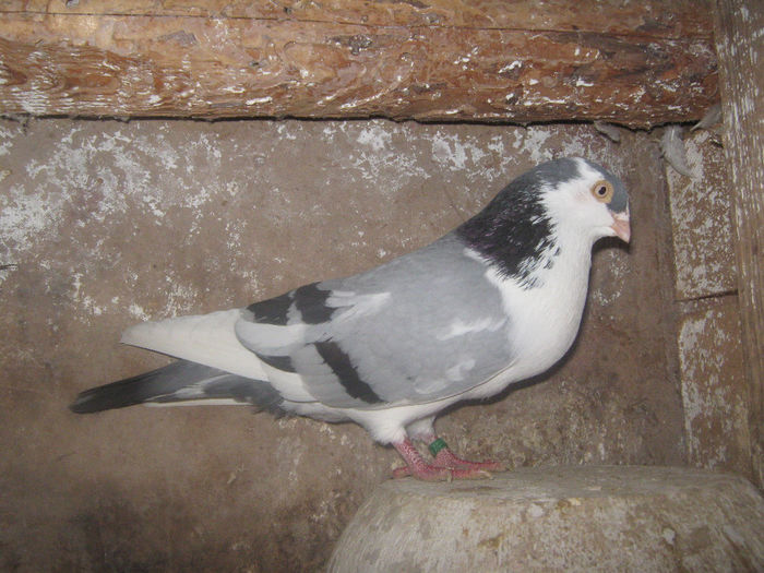 Picture 231 - porumbei 2014