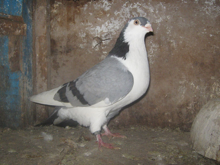 Picture 267 - porumbei 2014