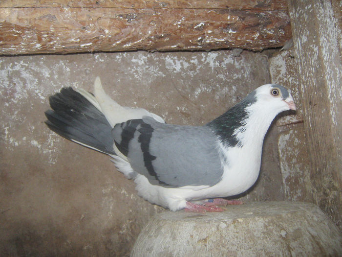 Picture 271 - porumbei 2014