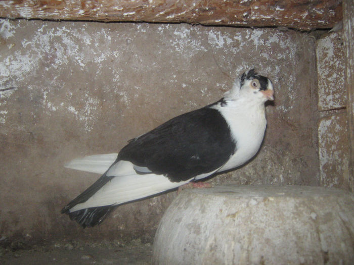 Picture 274 - porumbei 2014