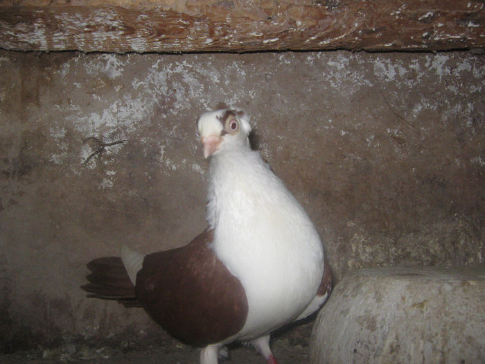 Picture 275 - porumbei 2014