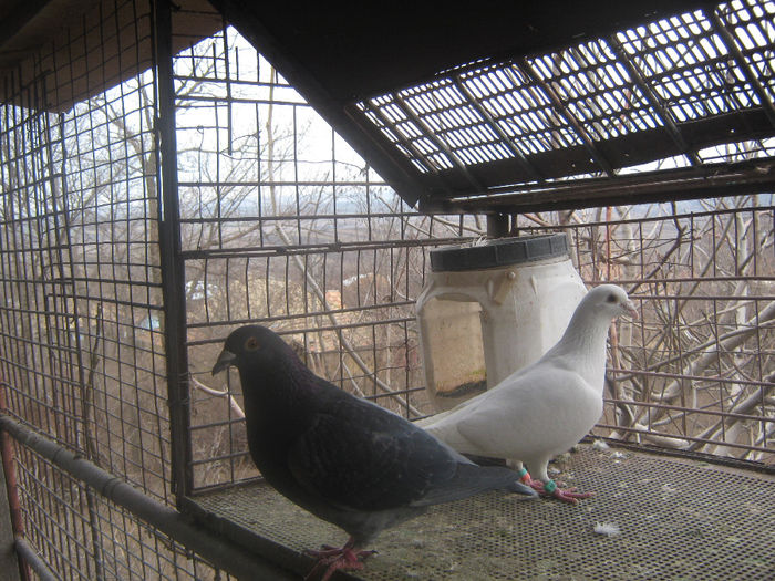 Picture 280 - porumbei 2014