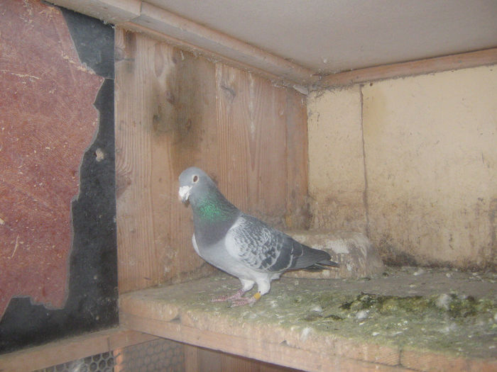 Picture 295 - porumbei 2014