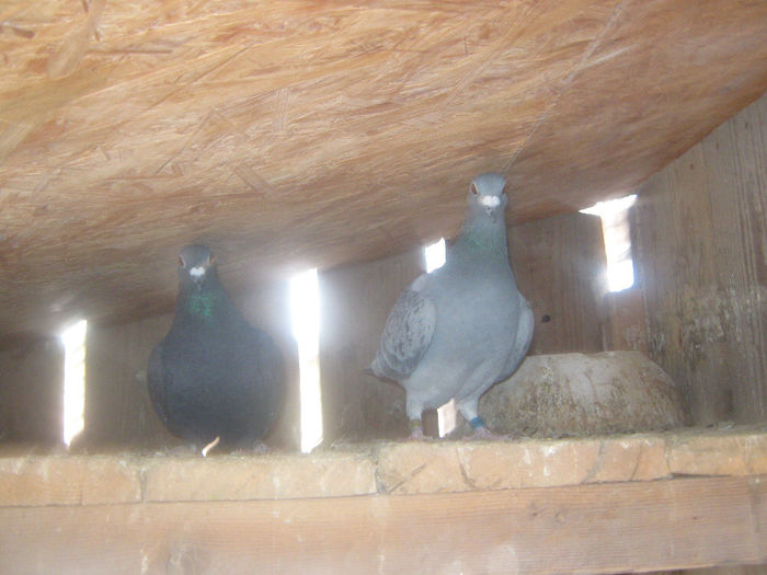 Picture 299 - porumbei 2014