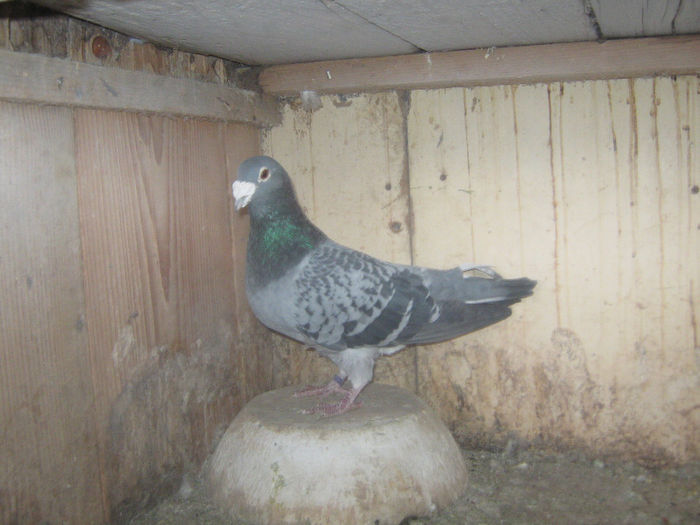 Picture 302 - porumbei 2014