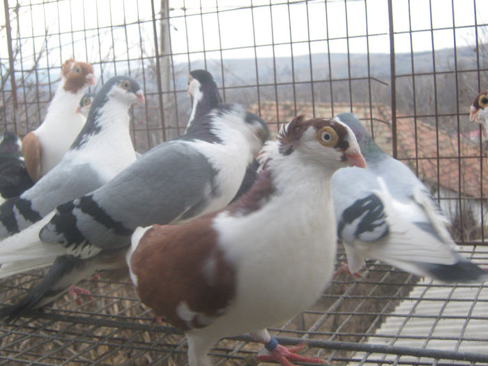 Picture 310 - porumbei 2014