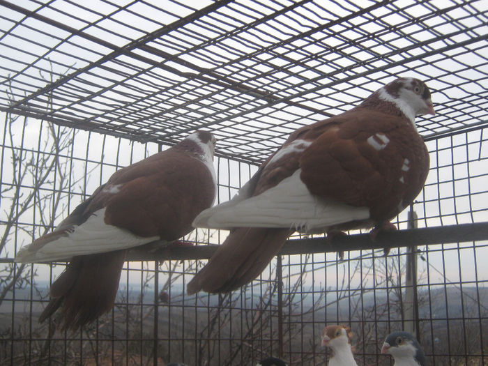 Picture 313 - porumbei 2014