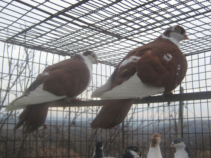 Picture 314 - porumbei 2014