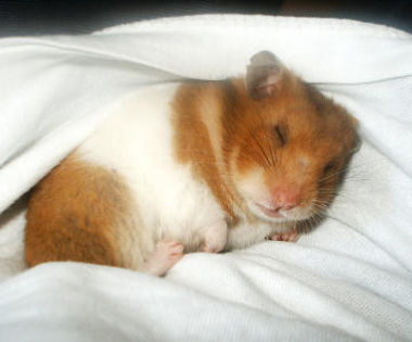 14_syrian-hamster-0008 - HaMstERi SirIEni