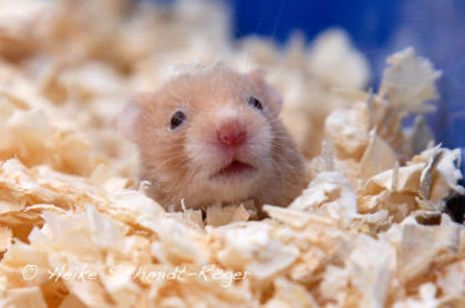 hamster - HaMstERi SirIEni