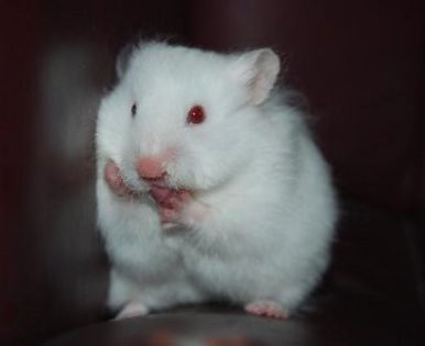 hamster-siberian - HaMstERi SirIEni