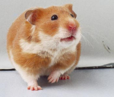 hamsterulauriu