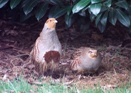 identice; cel cu potcova neagra intoarsa pe burta este mascul
