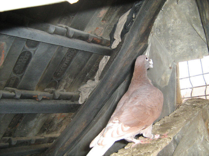 94714898_BIEQOSZ3 - Rosii de Bucuresti