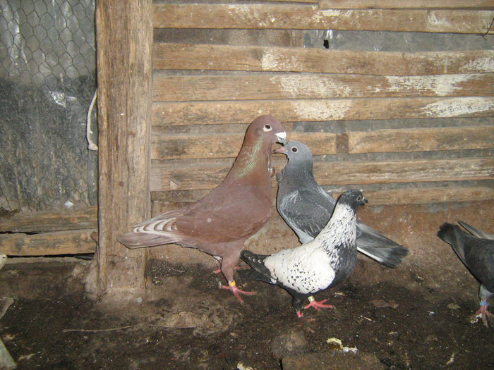 94714902_BUIRPPO3 - Rosii de Bucuresti