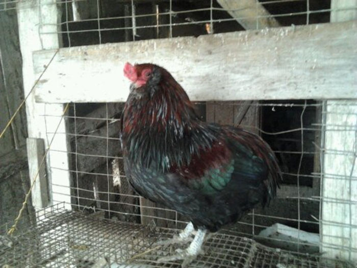 Cocosi de vanzare 007 - Cocosi Araucana si Ameraraucana de vanzare 2014