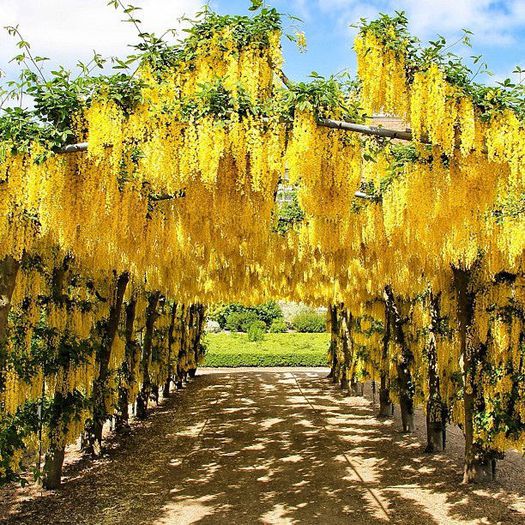 wisteria galbena - a-alte seminte rare