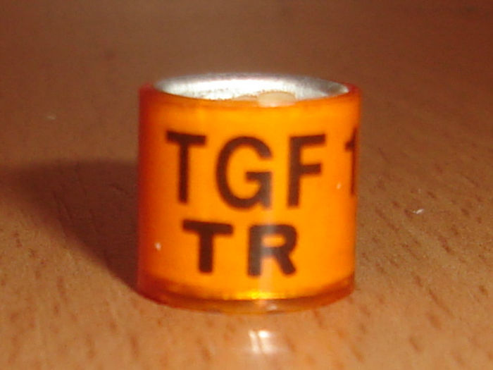 TR 2011 TGF - TURCIA