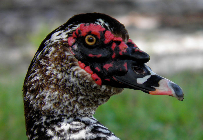 Muscovy-4