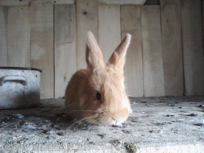 P15-01-14_14-32[1] - ce mai cumparam si ce mai vindem