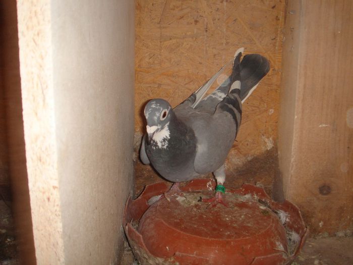 0505222-11 Spiridin Silviu rezervat