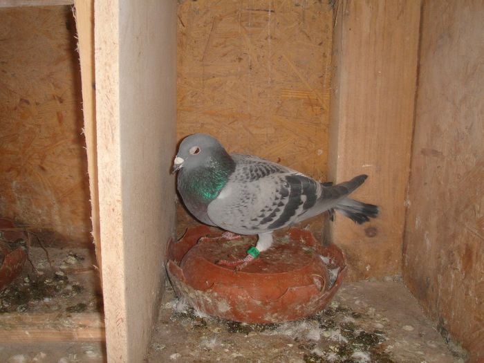 0505078-11 Spiridon Silviu; vanduta
