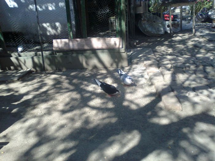 10092012590 - 000 Porumbeii mei vechi 2