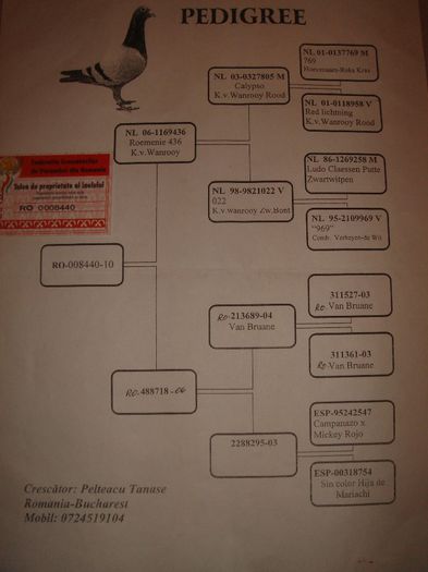 008440-10 F Loc 3 finala Derby Columbodrom Piatra NeamtzPetealcu Tanase